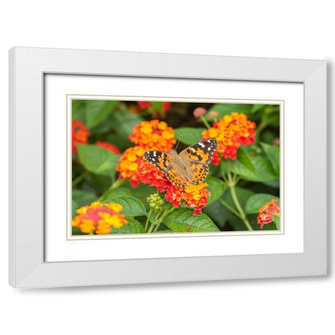Painted Lady-Vanessa cardui-on Red Spread Lantana-Lantana camara-Marion County-Illinois White Modern Wood Framed Art Print with Double Matting by Day, Richard and Susan