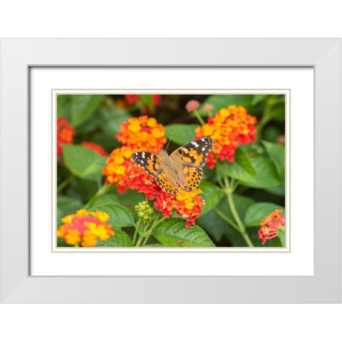 Painted Lady-Vanessa cardui-on Red Spread Lantana-Lantana camara-Marion County-Illinois White Modern Wood Framed Art Print with Double Matting by Day, Richard and Susan