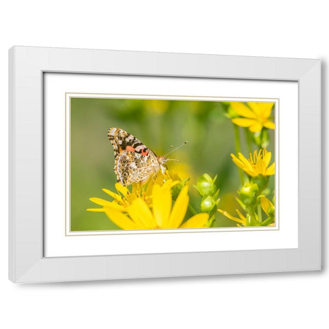Painted Lady-Vanessa cardui-on Cup Plant-Silphium perfoliatum-Marion County-Illinois White Modern Wood Framed Art Print with Double Matting by Day, Richard and Susan
