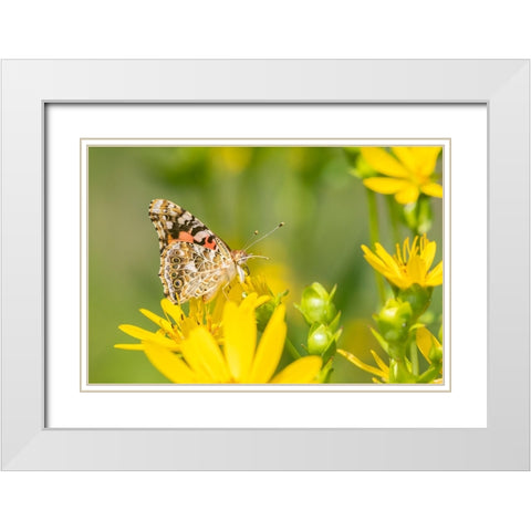 Painted Lady-Vanessa cardui-on Cup Plant-Silphium perfoliatum-Marion County-Illinois White Modern Wood Framed Art Print with Double Matting by Day, Richard and Susan