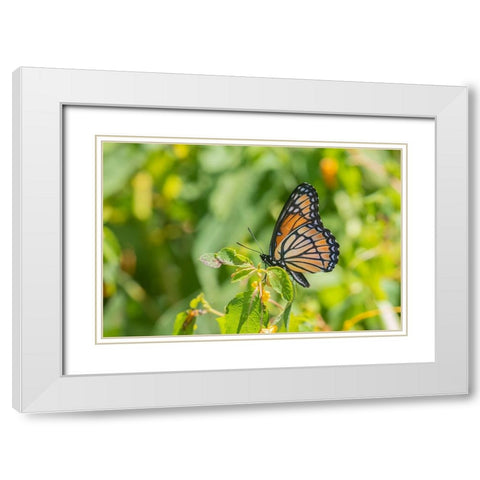 Viceroy-Limenitis archippus-in prairie Marion County-Illinois White Modern Wood Framed Art Print with Double Matting by Day, Richard and Susan