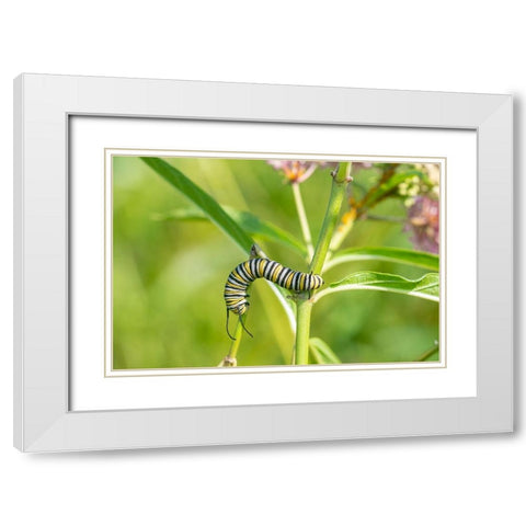 Monarch-Danaus plexippus-caterpillar on Swamp Milkweed-Asclepias incarnata-Marion County-Illinois White Modern Wood Framed Art Print with Double Matting by Day, Richard and Susan