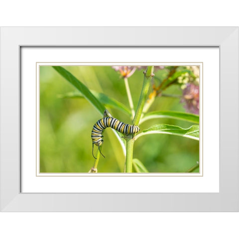 Monarch-Danaus plexippus-caterpillar on Swamp Milkweed-Asclepias incarnata-Marion County-Illinois White Modern Wood Framed Art Print with Double Matting by Day, Richard and Susan