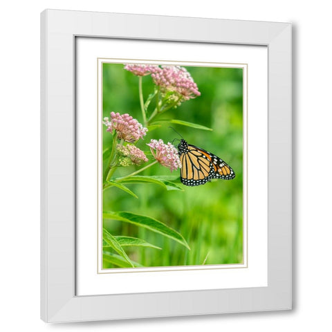 Monarch-Danaus plexippus-on Swamp Milkweed-Asclepias incarnata-Marion County-Illinois White Modern Wood Framed Art Print with Double Matting by Day, Richard and Susan