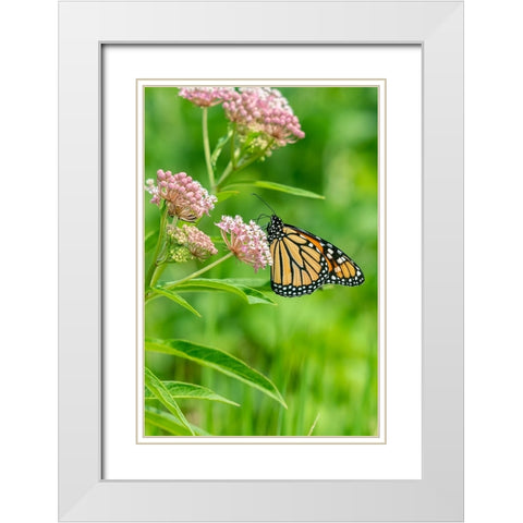 Monarch-Danaus plexippus-on Swamp Milkweed-Asclepias incarnata-Marion County-Illinois White Modern Wood Framed Art Print with Double Matting by Day, Richard and Susan