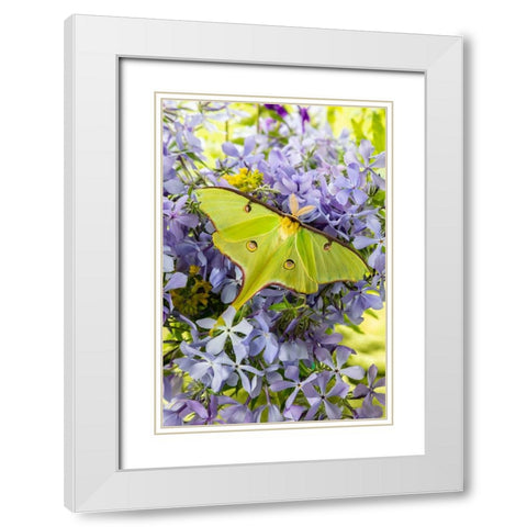 Luna Moth-Actias luna-on phlox Marion County-Illinois White Modern Wood Framed Art Print with Double Matting by Day, Richard and Susan