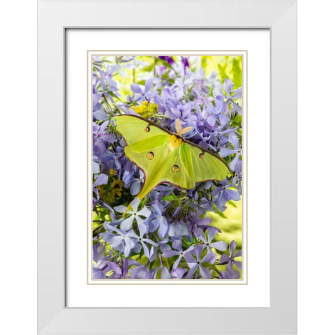 Luna Moth-Actias luna-on phlox Marion County-Illinois White Modern Wood Framed Art Print with Double Matting by Day, Richard and Susan