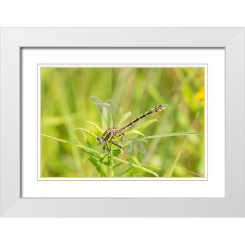 Plains Clubtail-Gomphus externus-Lawrence County-Illinois White Modern Wood Framed Art Print with Double Matting by Day, Richard and Susan