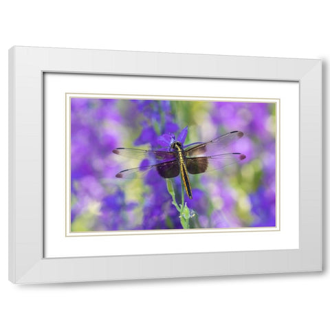 Widow Skimmer-Libellula luctosa-female on Larkspur-Delphinium sp-Marion County-Illinois White Modern Wood Framed Art Print with Double Matting by Day, Richard and Susan