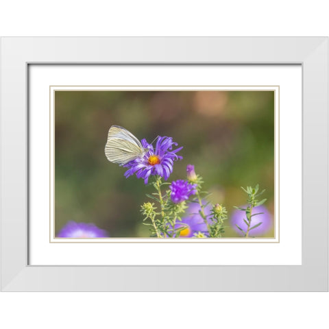 Cabbage white on Frikarts Aster White Modern Wood Framed Art Print with Double Matting by Day, Richard and Susan