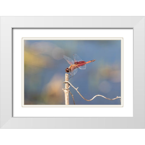 Carolina Saddlebags male White Modern Wood Framed Art Print with Double Matting by Day, Richard and Susan