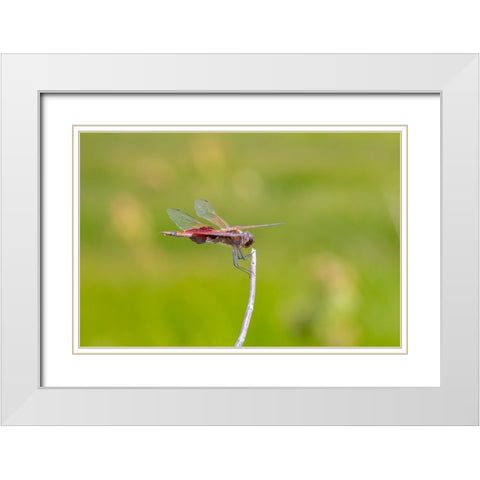 Carolina Saddlebags male White Modern Wood Framed Art Print with Double Matting by Day, Richard and Susan