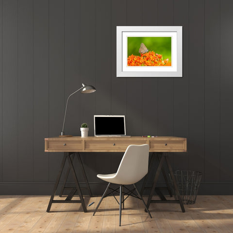 Coral Hairstreak on butterfly milkweed White Modern Wood Framed Art Print with Double Matting by Day, Richard and Susan