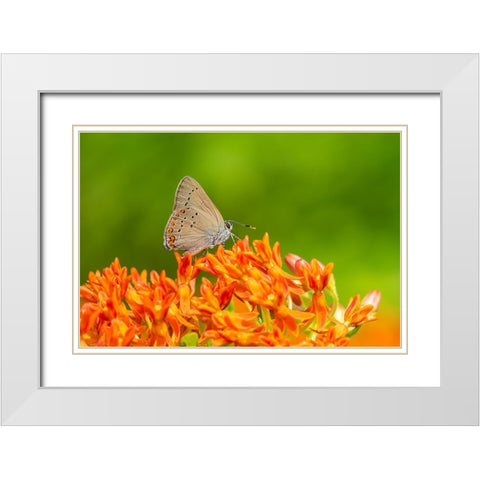 Coral Hairstreak on butterfly milkweed White Modern Wood Framed Art Print with Double Matting by Day, Richard and Susan