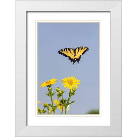 Eastern Tiger swallowtail flying from Cup plant White Modern Wood Framed Art Print with Double Matting by Day, Richard and Susan