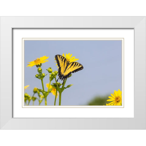 Eastern Tiger swallowtail on Cup plant White Modern Wood Framed Art Print with Double Matting by Day, Richard and Susan