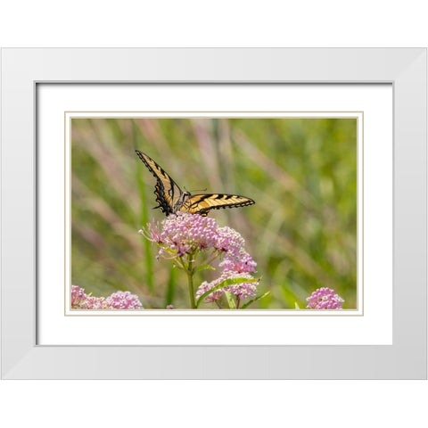 Eastern Tiger swallowtail on swamp milkweed White Modern Wood Framed Art Print with Double Matting by Day, Richard and Susan