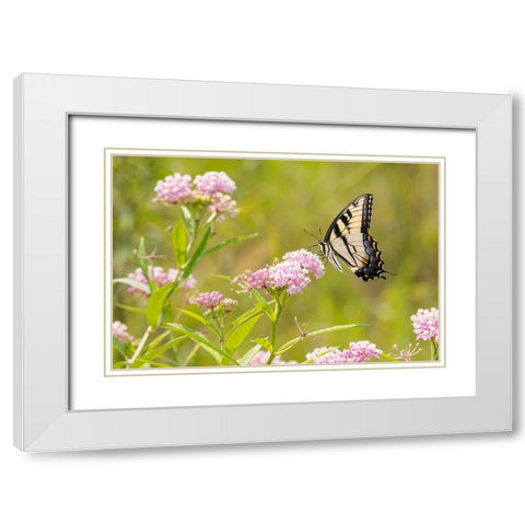 Eastern Tiger swallowtail on swamp milkweed White Modern Wood Framed Art Print with Double Matting by Day, Richard and Susan