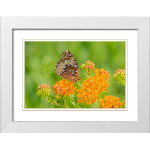 Great Spangled Fritillary on butterfly milkweed White Modern Wood Framed Art Print with Double Matting by Day, Richard and Susan