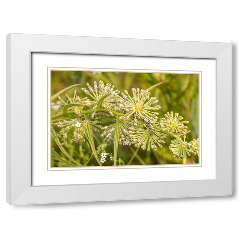 Monarch caterpillar on Green Milkweed White Modern Wood Framed Art Print with Double Matting by Day, Richard and Susan