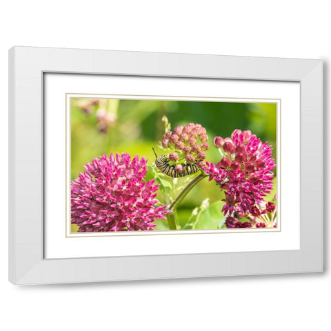 Monarch caterpillar on purple milkweed White Modern Wood Framed Art Print with Double Matting by Day, Richard and Susan
