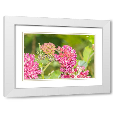 Monarch caterpillar on purple milkweed White Modern Wood Framed Art Print with Double Matting by Day, Richard and Susan