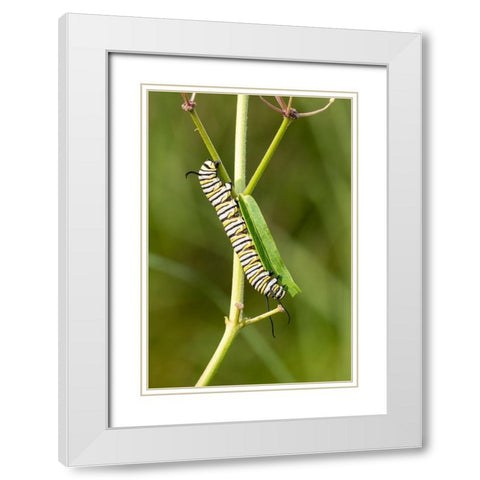 Monarch caterpillar on swamp milkweed White Modern Wood Framed Art Print with Double Matting by Day, Richard and Susan