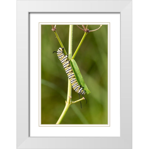 Monarch caterpillar on swamp milkweed White Modern Wood Framed Art Print with Double Matting by Day, Richard and Susan
