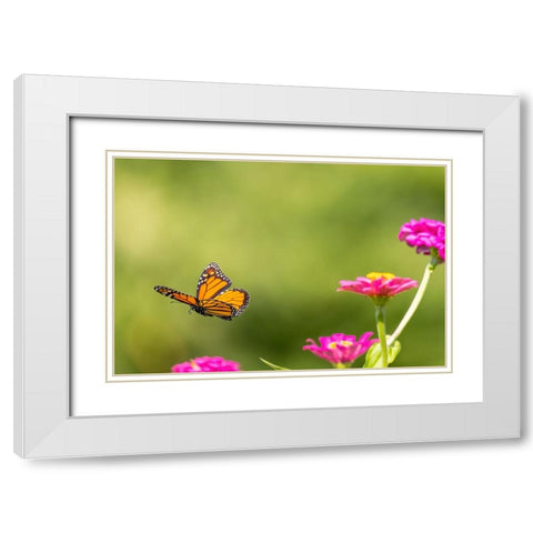Monarch flying White Modern Wood Framed Art Print with Double Matting by Day, Richard and Susan