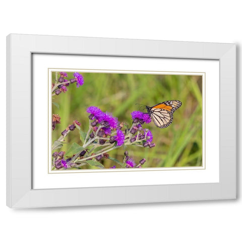 Monarch on Missouri Ironweed White Modern Wood Framed Art Print with Double Matting by Day, Richard and Susan