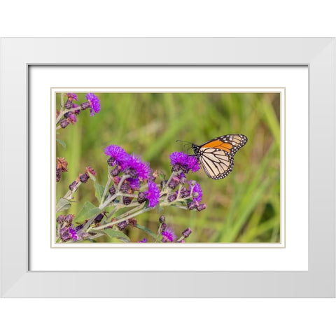 Monarch on Missouri Ironweed White Modern Wood Framed Art Print with Double Matting by Day, Richard and Susan