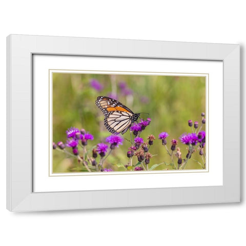 Monarch on Missouri Ironweed White Modern Wood Framed Art Print with Double Matting by Day, Richard and Susan