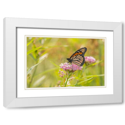 Monarch on swamp milkweed White Modern Wood Framed Art Print with Double Matting by Day, Richard and Susan