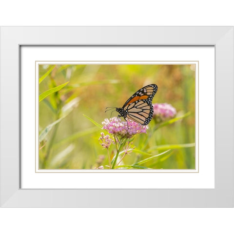 Monarch on swamp milkweed White Modern Wood Framed Art Print with Double Matting by Day, Richard and Susan