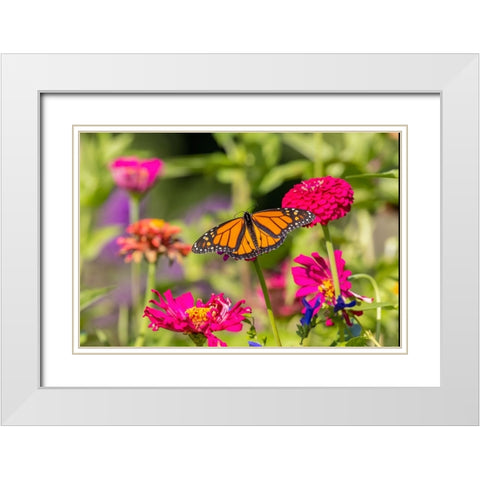 Monarch on zinnia White Modern Wood Framed Art Print with Double Matting by Day, Richard and Susan