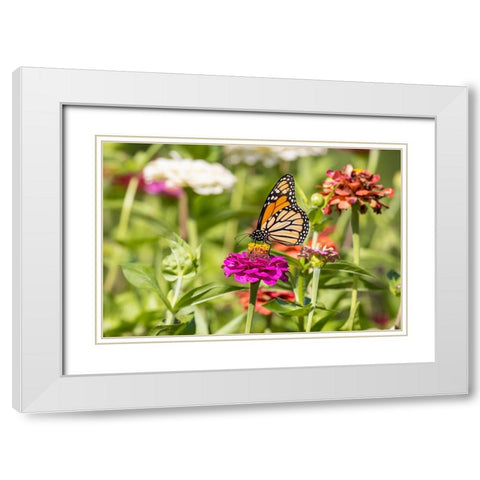 Monarch on zinnia White Modern Wood Framed Art Print with Double Matting by Day, Richard and Susan