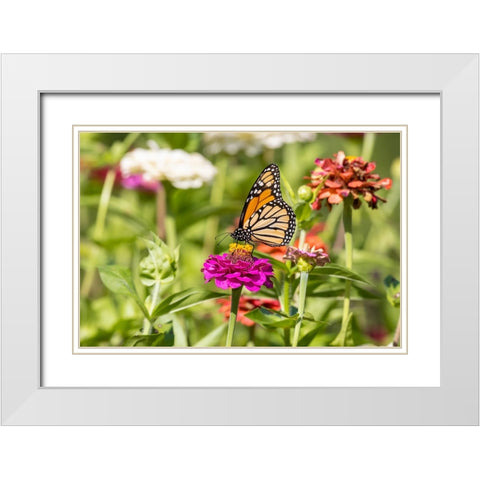 Monarch on zinnia White Modern Wood Framed Art Print with Double Matting by Day, Richard and Susan