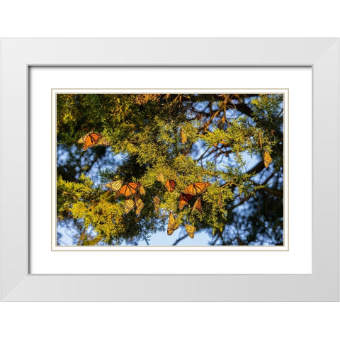 Monarchs gathering to roost in Cedar tree during migration south White Modern Wood Framed Art Print with Double Matting by Day, Richard and Susan