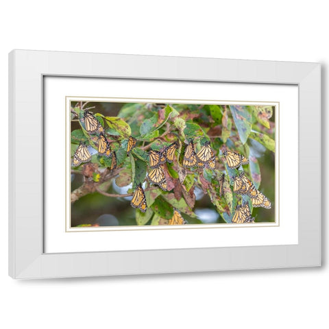 Monarchs gathering to roost in tree during migration south White Modern Wood Framed Art Print with Double Matting by Day, Richard and Susan