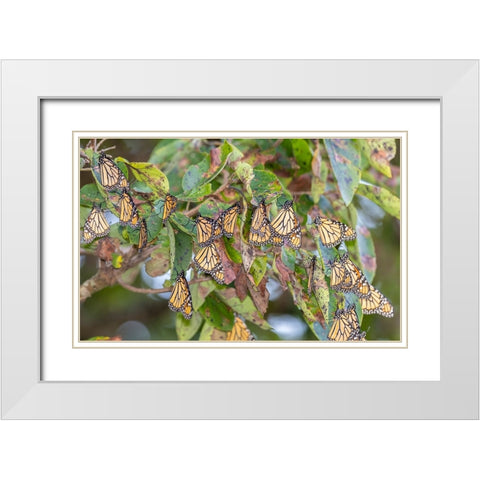 Monarchs gathering to roost in tree during migration south White Modern Wood Framed Art Print with Double Matting by Day, Richard and Susan