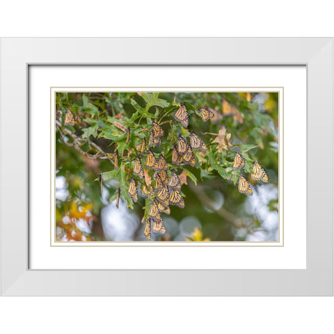 Monarchs gathering to roost in tree during migration south White Modern Wood Framed Art Print with Double Matting by Day, Richard and Susan