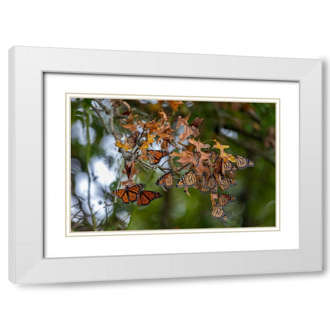 Monarchs gathering to roost in tree during migration south White Modern Wood Framed Art Print with Double Matting by Day, Richard and Susan