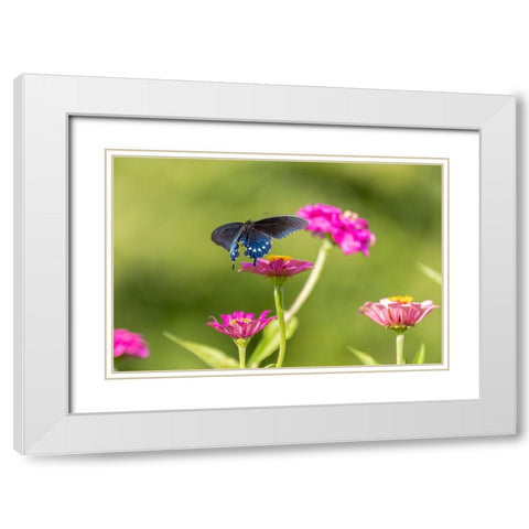 Pipevine swallowtail flying White Modern Wood Framed Art Print with Double Matting by Day, Richard and Susan