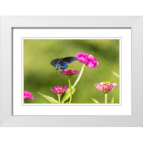 Pipevine swallowtail flying White Modern Wood Framed Art Print with Double Matting by Day, Richard and Susan