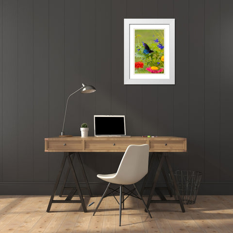 Pipevine swallowtail flying White Modern Wood Framed Art Print with Double Matting by Day, Richard and Susan