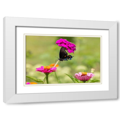 Pipevine swallowtail flying White Modern Wood Framed Art Print with Double Matting by Day, Richard and Susan