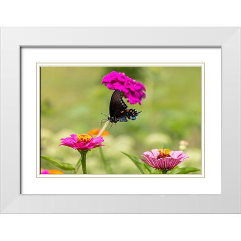 Pipevine swallowtail flying White Modern Wood Framed Art Print with Double Matting by Day, Richard and Susan
