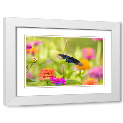 Pipevine swallowtail male flying over zinnia White Modern Wood Framed Art Print with Double Matting by Day, Richard and Susan