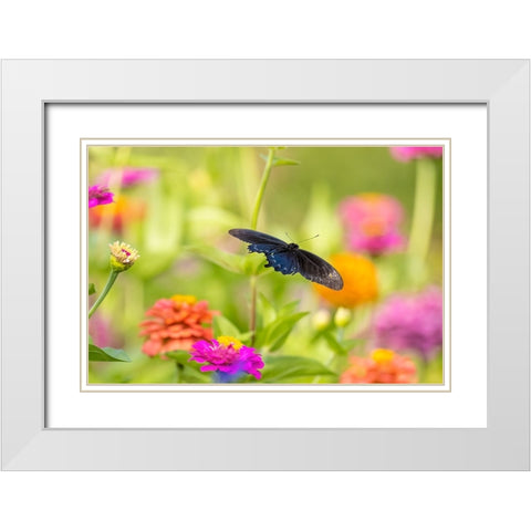 Pipevine swallowtail male flying over zinnia White Modern Wood Framed Art Print with Double Matting by Day, Richard and Susan