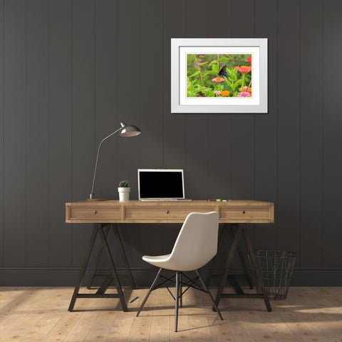Pipevine swallowtail on zinnia White Modern Wood Framed Art Print with Double Matting by Day, Richard and Susan